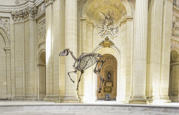 Memento Marengo, Pascal Convert